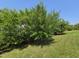 A well-kept green lawn complements the thriving trees in the yard at 2511 Dalmahoy Ln, Fuquay Varina, NC 27526