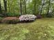 A backyard of green moss and several azalea bushes in shades of pink, red, and white at 2706 Montgomery St, Durham, NC 27705
