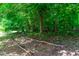 A picturesque view of the peaceful and serene woodlands surrounding the property at 8116 Owenston Ct, Raleigh, NC 27612
