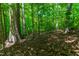 Lush woodlands showcasing mature trees and natural ground cover, creating a private and serene setting at 8116 Owenston Ct, Raleigh, NC 27612