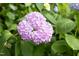 Close up of a pink hydrangea blossom surrounded by lush green leaves at 3307 Devon Rd, Durham, NC 27707