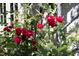Close-up view of bright red roses in the garden with green leaves and a white building at 3307 Devon Rd, Durham, NC 27707