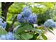 Close-up of a blooming hydrangea bush with green foliage and delicate blue petals at 3307 Devon Rd, Durham, NC 27707