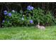 Beautifully landscaped yard with hydrangeas and a wild rabbit at 3307 Devon Rd, Durham, NC 27707