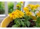 Bright yellow flowers in a yellow pot on the front porch at 1448 Big Falls Dr, Wendell, NC 27591