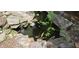Close-up of the picturesque pond featuring healthy plants, surrounding rocks, and colorful koi fish at 648 Long Melford Dr, Rolesville, NC 27571