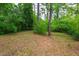 Natural backyard setting with a ground cover of pine needles, and lush bamboo at 720 Sherrybrook Dr, Raleigh, NC 27610