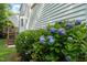 Landscaped backyard featuring vibrant hydrangea bushes bordering the home's exterior and deck with stairs at 110 Benedum Pl, Cary, NC 27518