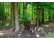 Explore your own enchanted forest in this backyard that leads to your private gate at 2416 Kearney Rd, Wake Forest, NC 27587