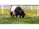 A goat grazing in a grassy field, suggesting a rural or farm-like setting for the property at 128 Shadowbrook, Pittsboro, NC 27312