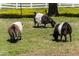 Charming scene of three goats grazing peacefully on a vibrant green lawn, capturing the essence of rural life at 128 Shadowbrook, Pittsboro, NC 27312