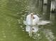 Elegant white swan gracefully gliding across the water, creating ripples on the lake's surface at 95113 Vance Knls, Chapel Hill, NC 27517