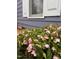 Charming flowerbed featuring pink hellebores nestling against a home with white-trimmed windows at 1605 Valley Run, Durham, NC 27707
