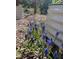 Bed of small violet flowers next to galvanized steel raised bed at 1605 Valley Run, Durham, NC 27707