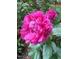 Close-up of bright pink peony flowers at 1605 Valley Run, Durham, NC 27707