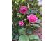 Close-up of beautiful pink roses at 1605 Valley Run, Durham, NC 27707