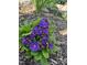 Close-up of vibrant purple flowers in a garden setting at 1605 Valley Run, Durham, NC 27707