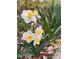 Close-up of white and yellow daffodils in a garden setting, showcasing springtime beauty at 1605 Valley Run, Durham, NC 27707