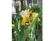 Lovely close-up of an Iris flower in bloom with yellow and white petals and lush greenery at 1605 Valley Run, Durham, NC 27707
