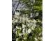 Landscaped front of home with shrubs and white flowers at 1605 Valley Run, Durham, NC 27707