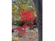 Beautiful Japanese maple in full red foliage stands out in a well-kept yard with other greenery at 1605 Valley Run, Durham, NC 27707