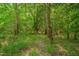 A picturesque wooded area featuring mature trees and lush ground cover, ideal for nature enthusiasts at 62 Mountain Laurel Ln, Four Oaks, NC 27524