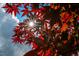 Bright sunlight shines through red Japanese maple leaves in a beautiful outdoor setting at 337 Botan Way, Hillsborough, NC 27278
