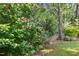 Backyard with blooming hibiscus bush and wooden fence, creating a serene and colorful outdoor space at 5441 Millrace Trl, Raleigh, NC 27606