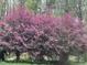 Lush flowering shrubs with vibrant pink flowers create a stunning and colorful garden view at 5816 Henner Pl, Durham, NC 27713