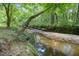 A creek in the wooded area on the property with sand banks at 701 Creekside Dr, Clayton, NC 27520