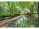 Creek with sandy banks flowing through the lush property at 701 Creekside Dr, Clayton, NC 27520
