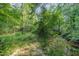 Ground view of the woods with lush green vegetation near the creek at 701 Creekside Dr, Clayton, NC 27520