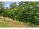View of a dense tree line marking the end of the property, along with tall vegetation at 817 Stable Fern Dr, Fuquay Varina, NC 27526