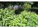 Lush garden with various leafy plants, showcasing the natural beauty of the backyard at 109 Perry Farms Dr, Apex, NC 27502