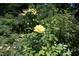 Lovely backyard garden with blooming roses and mature landscaping at 109 Perry Farms Dr, Apex, NC 27502