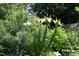 Lush backyard featuring a variety of tall, vibrant flowers and greenery at 109 Perry Farms Dr, Apex, NC 27502