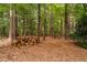 Lush and mature landscaping on lot provides ultimate privacy at 2724 Glastonbury Rd, Apex, NC 27539