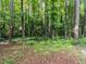 Picturesque backyard with lush greenery and mature trees, offering a peaceful outdoor space at 3600 Star Trek Ct, Raleigh, NC 27604