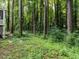 Secluded backyard featuring beautiful greenery with dense trees providing privacy at 3600 Star Trek Ct, Raleigh, NC 27604