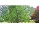 Green tree with manicured yard and partial home view at 6005 Carlyle Dr, Raleigh, NC 27614