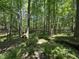 Lush wooded lot featuring tall trees and vibrant green undergrowth providing a tranquil, natural setting at 1355 Sykes Rd, Spring Hope, NC 27882