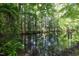 A tranquil pond surrounded by lush greenery and trees creates a serene and picturesque natural setting at 4601 Basilica Dr, Holly Springs, NC 27540