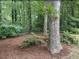 Lush backyard featuring mature trees and landscape, creating a private and serene outdoor space at 1210 Eastham Dr, Apex, NC 27502