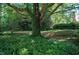 Lush backyard featuring a large tree and ground cover at 1307 Sycamore Dr, Garner, NC 27529
