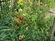 A diverse array of flowers thrive along the black metal fence at 139 Trillium Pl, Chapel Hill, NC 27517