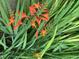 A close-up shot of vibrant orange flowers at 139 Trillium Pl, Chapel Hill, NC 27517