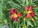 A striking close-up of two burgundy and yellow lilies at 139 Trillium Pl, Chapel Hill, NC 27517
