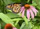 Lovely butterfly rests on a flower in a colorful garden at 139 Trillium Pl, Chapel Hill, NC 27517
