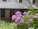 Up-close view of large and beautiful purple and pink hydrangeas in a garden setting at 139 Trillium Pl, Chapel Hill, NC 27517
