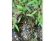 A Box Turtle amidst leafy vegetation in its natural habitat at 139 Trillium Pl, Chapel Hill, NC 27517